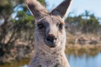 The unstoppable australian