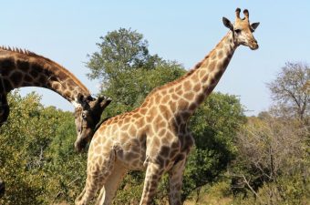what is nudge theory giraffes
